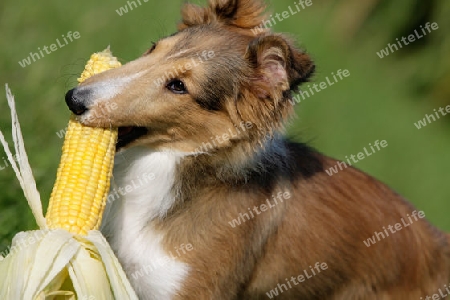 Sheltie mit Maiskolben