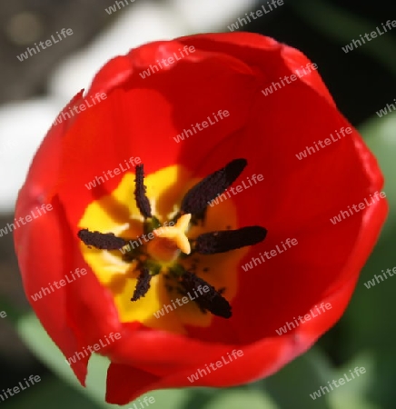 Tulpe