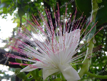 Fischgiftbaum, - Barringtonia asiatica