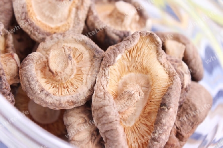 Shiitake Pilze