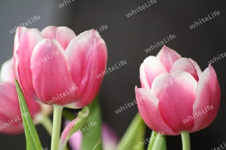 Tulpe 2