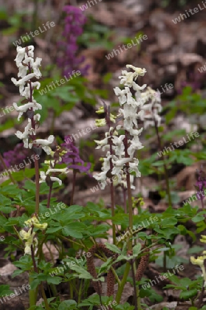 wei?er Hohler Lerchensporn, Corydalis cava