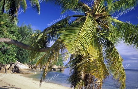 Ein Traumstrand auf der Insel La Digue der Inselgruppe Seychellen im Indischen Ozean in Afrika.