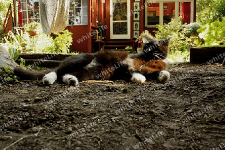 kater liegt vor einem haus