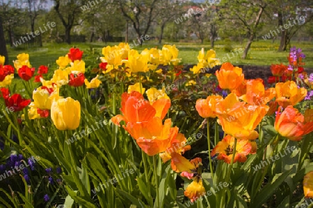 Blumen vor Streuobstgarten