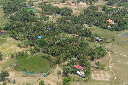 The Landscape with a ricefield near the City of Siem Riep in the west of Cambodia.