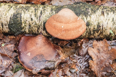 Birken-Zungenporling,Piptoporus betulinus(Porlinge) an einer abgestorbene Birke