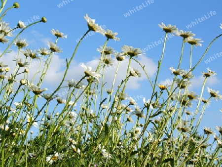 sonnenhungringe Margeriten