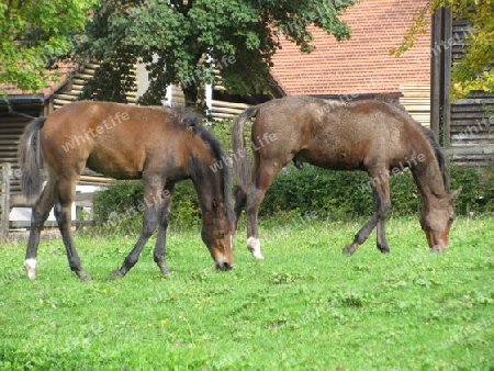 Pferde auf Koppel