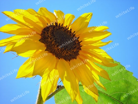 Sonnenblume