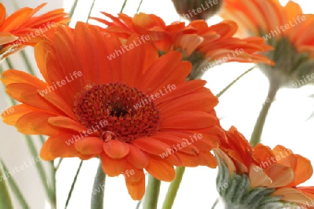 Gerbera