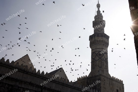 Asien, Naher Osten, Syrien, Damaskus,   Der Innenhof der  Omaijad Moschee im Souq und Altstadt von Damaskus in der Hauptstadt von Syrien. 