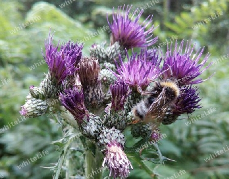 Hummel auf Distel I