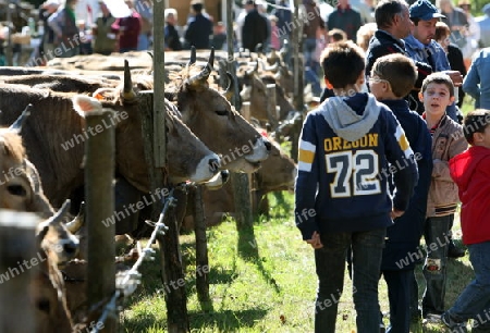 the traditional cow Market in the Farmer Village of Armeno near the Fishingvillage of Orta on the Lake Orta in the Lombardia  in north Italy. 