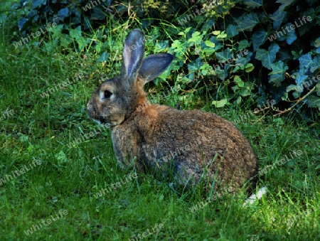 Hase auf Wiese in aufmersamer Pose