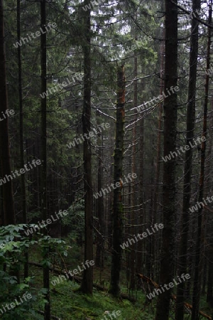 Toter Baum im Wald