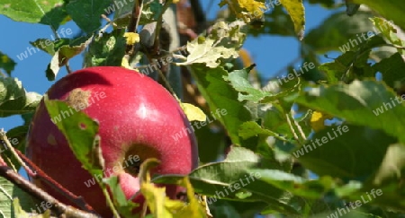 Reifer Apfel am Baum  8