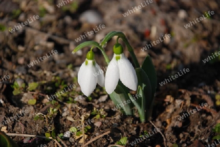 Snowdrop