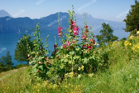 Malven am Rigi-Hang