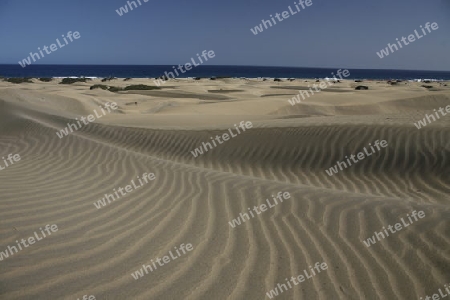 the Sanddunes at the Playa des Ingles in town of Maspalomas on the Canary Island of Spain in the Atlantic ocean.