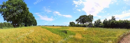 Beautiful high resolution panorama of a northern european country landscape with fields and green grass.