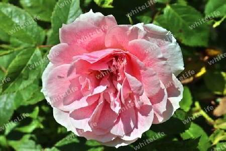 Top view of yellow and orange rose flower in a roses garden with a soft focus background.