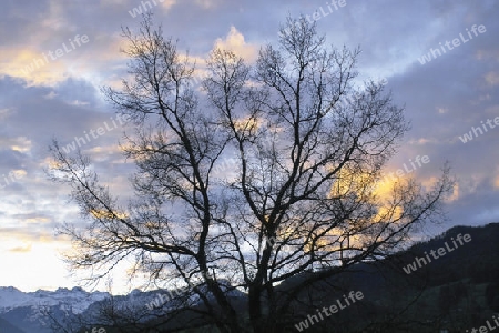 Morgenstimmung, Eiche, Berge