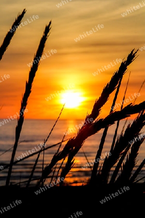 Sonnenuntergang am Henne-Strand 4