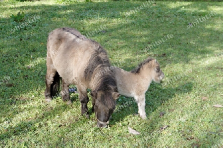 two ponys on a field