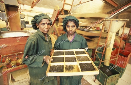 Asien, Indischer Ozean, Sri Lanka,
Eine Tamilische Frau beim pfluecken von Teeblaettern im Tee Anbaugebiet von Nuwara Eliya in Zentralen Gebierge von Sri Lanka. (URS FLUEELER)






