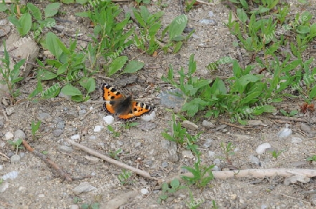 schmetterling