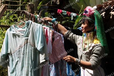 Eine Traditionell gekleidete Langhals Frau eines Paudang Stammes aus Burma lebt in einem Dorf noerdlich von Chiang Mai in Nord Thailand. 