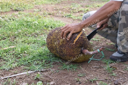 Durian 