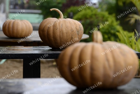 pumpkins in a restaurant in the town of Nyaungshwe at the Inle Lake in the Shan State in the east of Myanmar in Southeastasia.