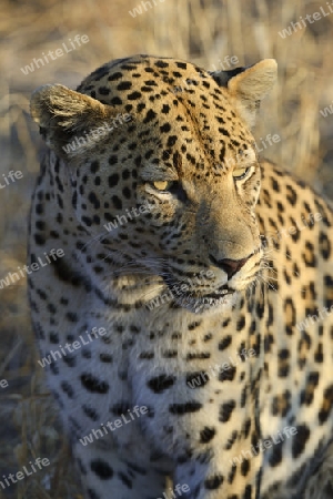 Leopard (Panthera pardus) , Khomas Region, Namibia, Afrika