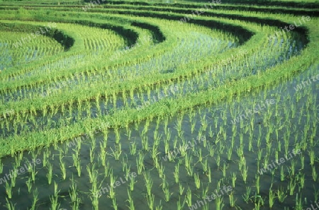 Die Reisfelder und Reisterrassen bei Tegalalang noerdlich von Ubud in Zentral Bali auf der Insel Bali in Indonesien.  