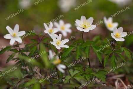 Anemone nemorosa, Buschwindr?schen