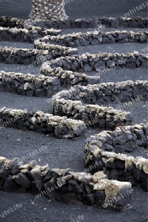 The wine agraculture in the volcanic Hills on the Island of Lanzarote on the Canary Islands of Spain in the Atlantic Ocean.
