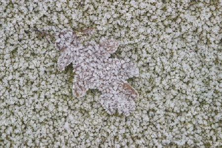 blatt im eisansatz