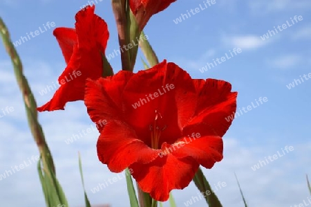 Gladiole