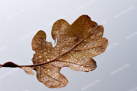 Blatt  Wassertropfen