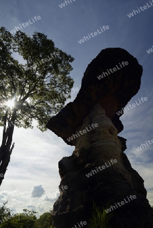 Die Landschaft und Pilzfoermigen Steinformationen im Pha Taem Nationalpark in der Umgebung von Ubon Ratchathani im nordosten von Thailand in Suedostasien.