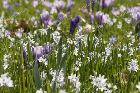 Krokus, Crocus vernus