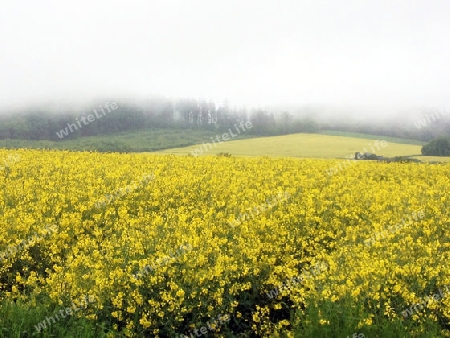 Bluehendes Rapsfeld im Nebel