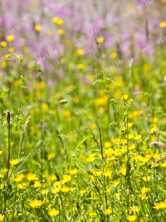 Blumenwiese