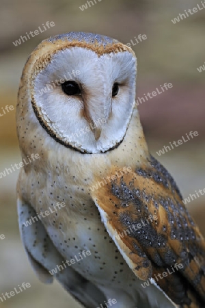 Schleiereule (Tyto alba), Portrait