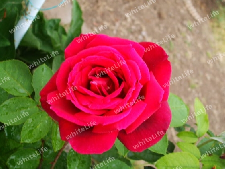 rote Rose