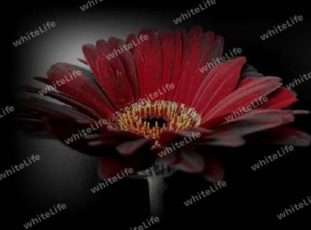 Gerbera im Kontrast