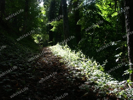 Waldweg