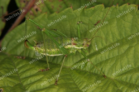 Weibliche Zartschrecke (Leptophyes punctatissima) kurz nach der Paarung, auf einem Blatt